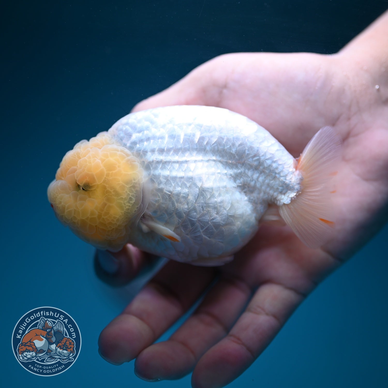 Snow White Ranchu 4 inch Body (260619_RC11)