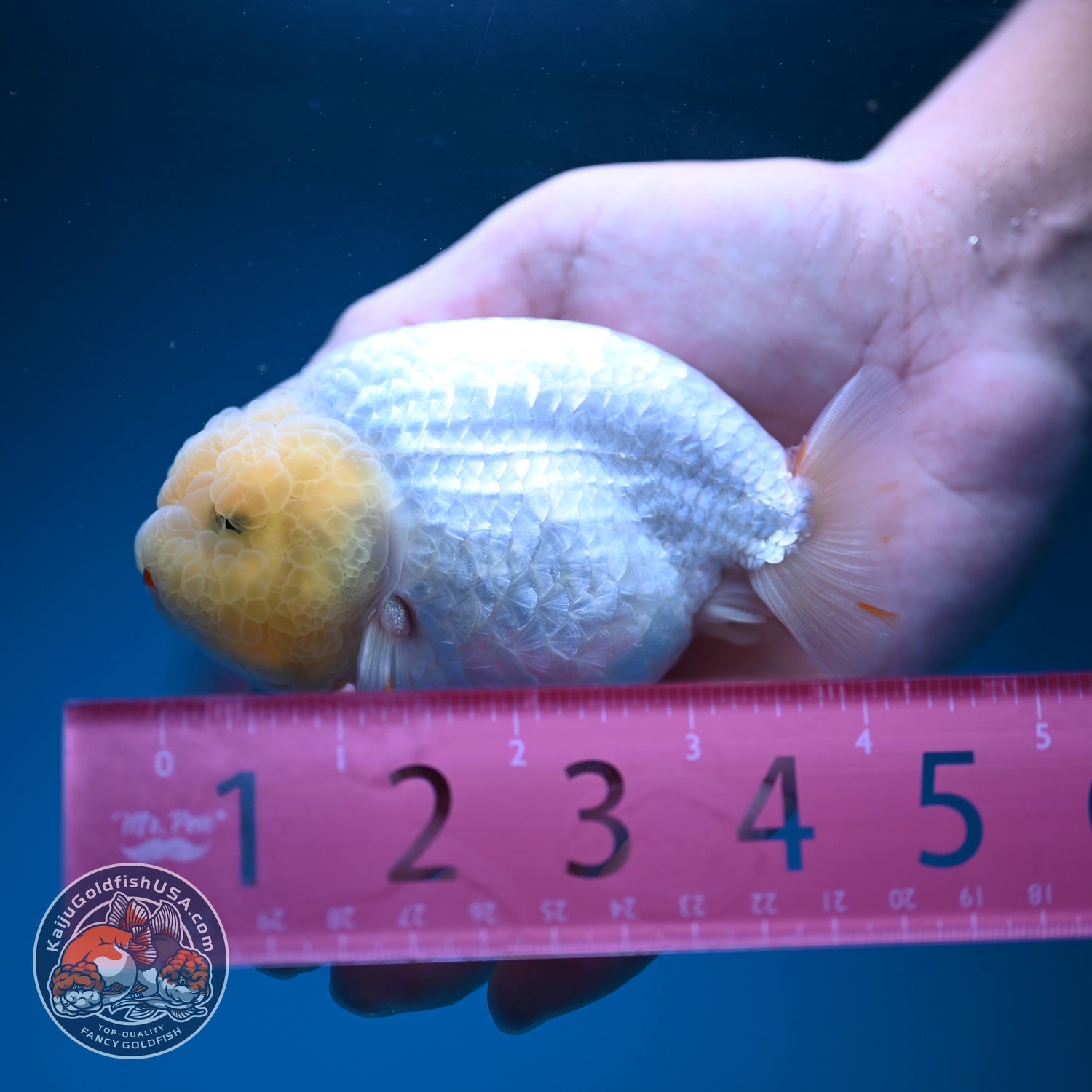 Snow White Ranchu 4 inch Body (260619_RC11)