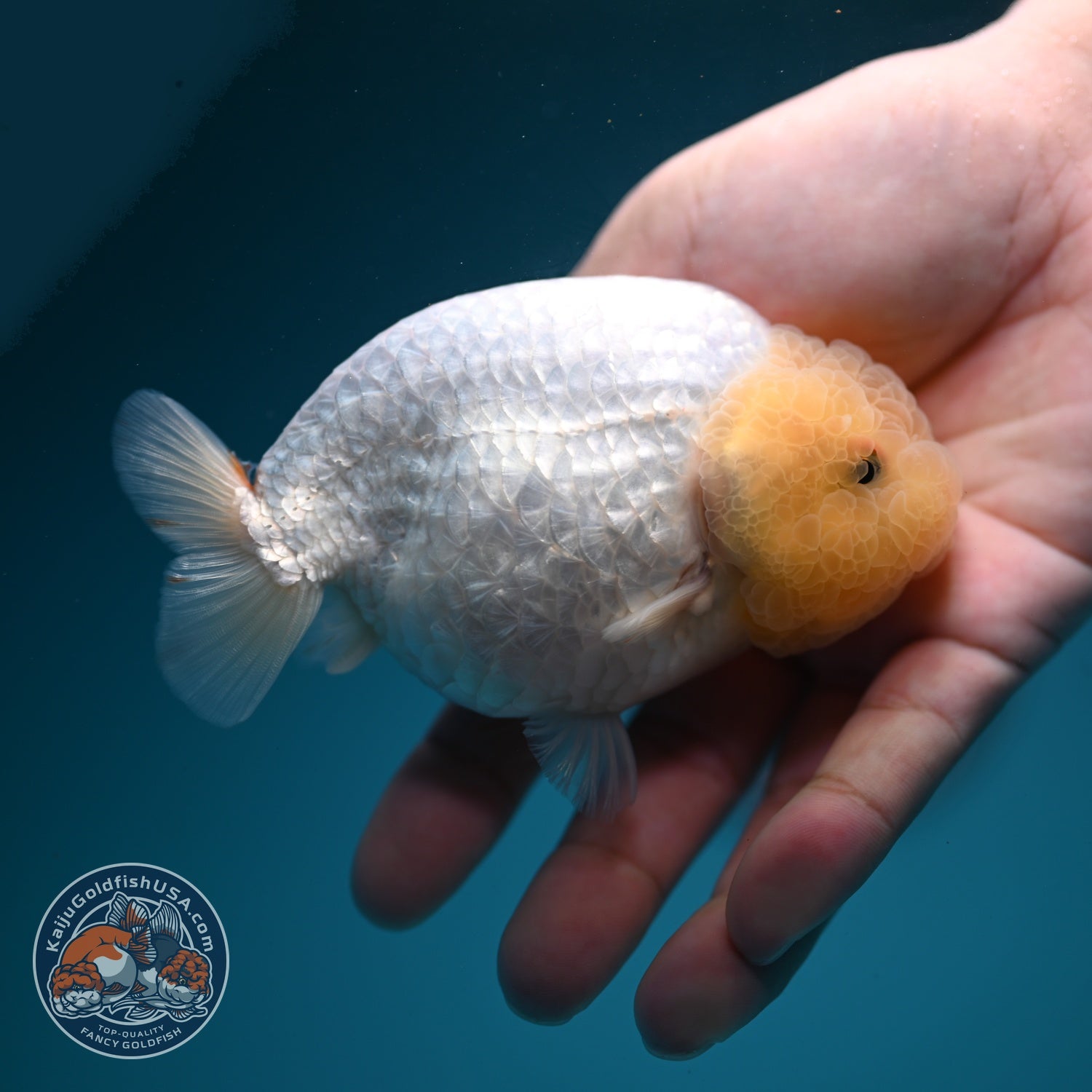 Snow White Ranchu 4 inch Body (260619_RC11)