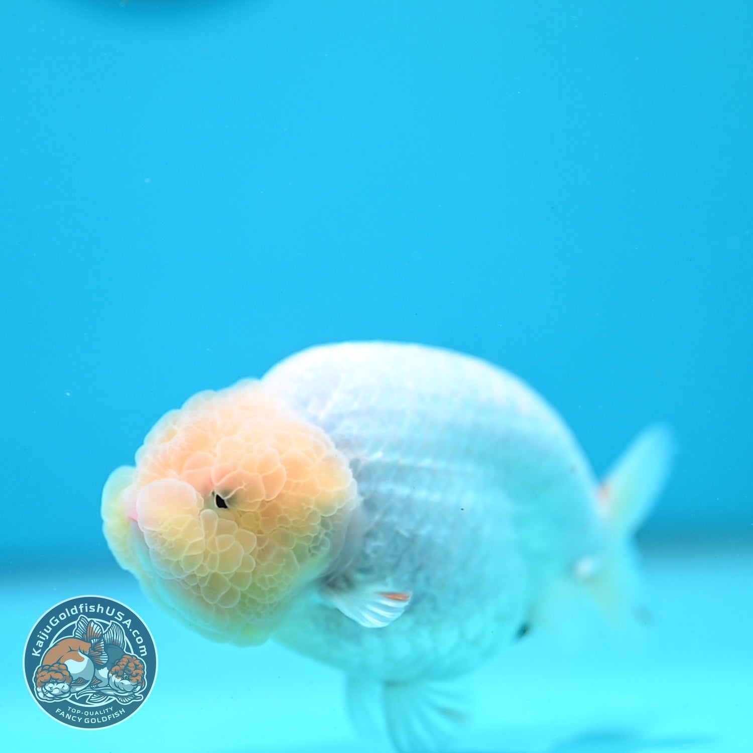 Snow White Ranchu 4 inch Body (260619_RC11)