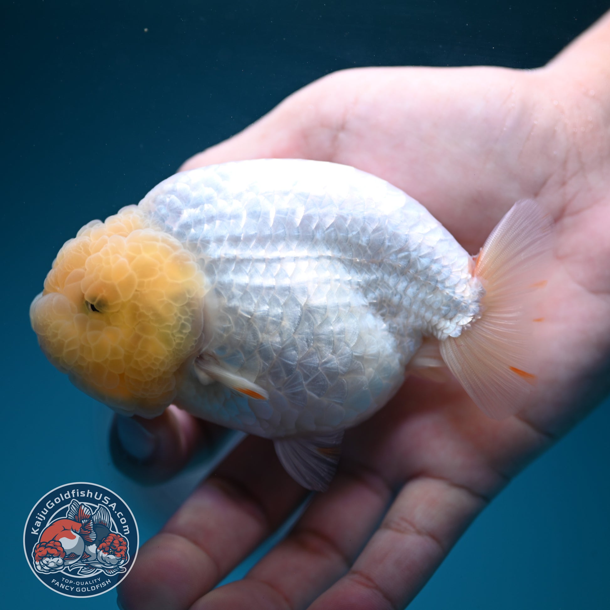 Snow White Ranchu 4 inch Body (260619_RC11)