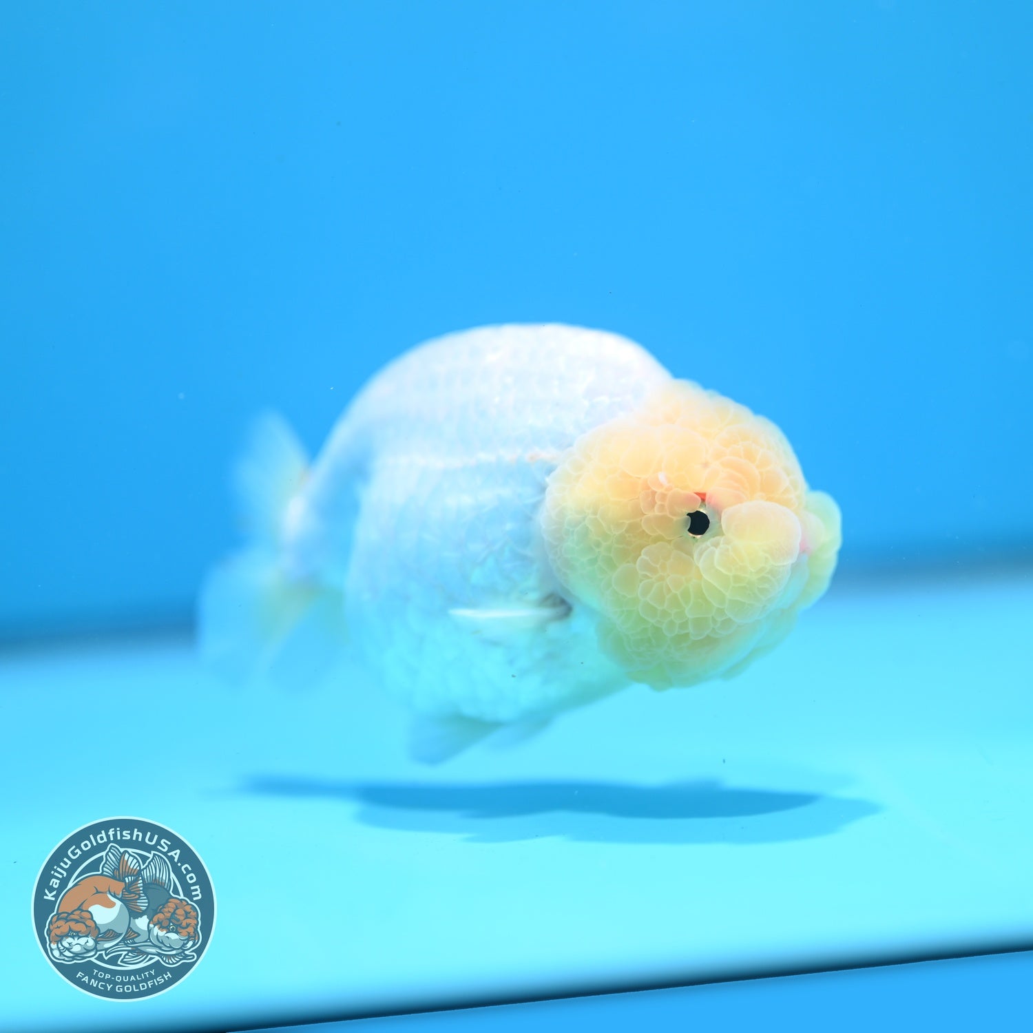 Snow White Ranchu 4 inch Body (260619_RC11)