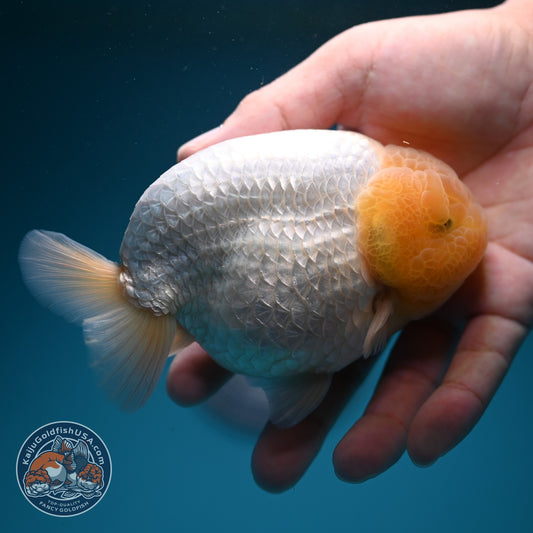 Snow White Ranchu 4 inch Body (260724_RC03)
