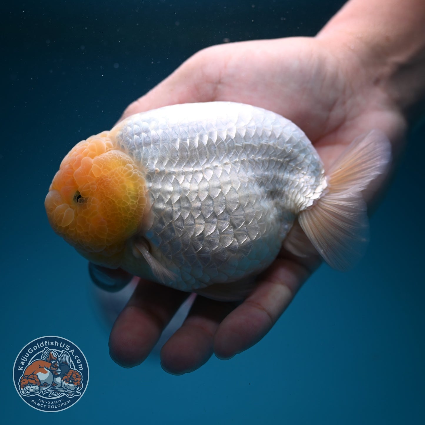 Snow White Ranchu 4 inch Body (260724_RC03)