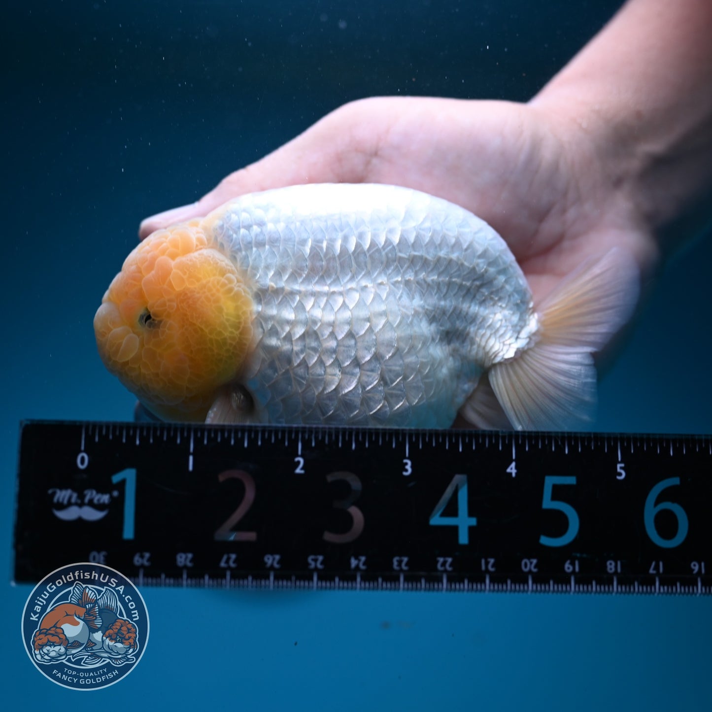 Snow White Ranchu 4 inch Body (260724_RC03)
