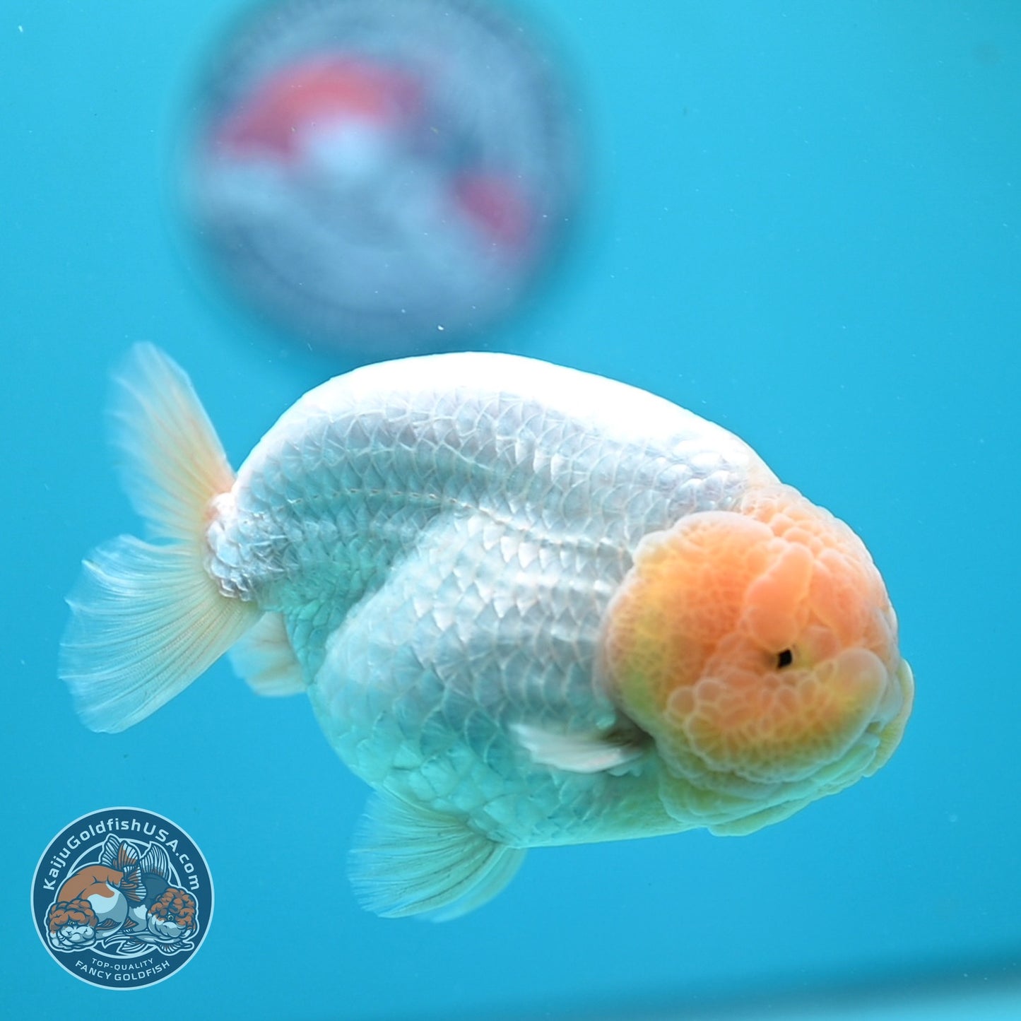 Snow White Ranchu 4 inch Body (260724_RC03)