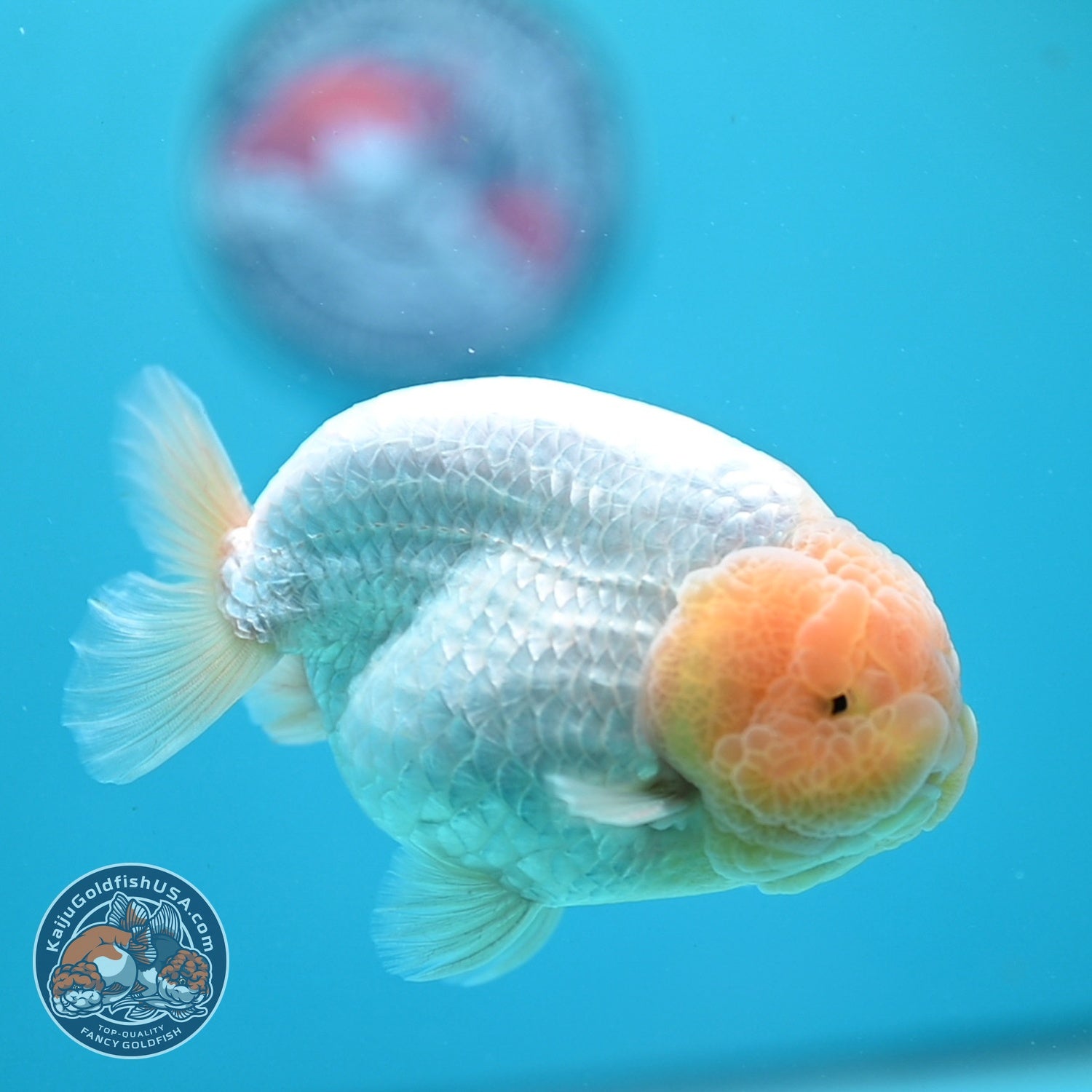 Snow White Ranchu 4 inch Body (260724_RC03)