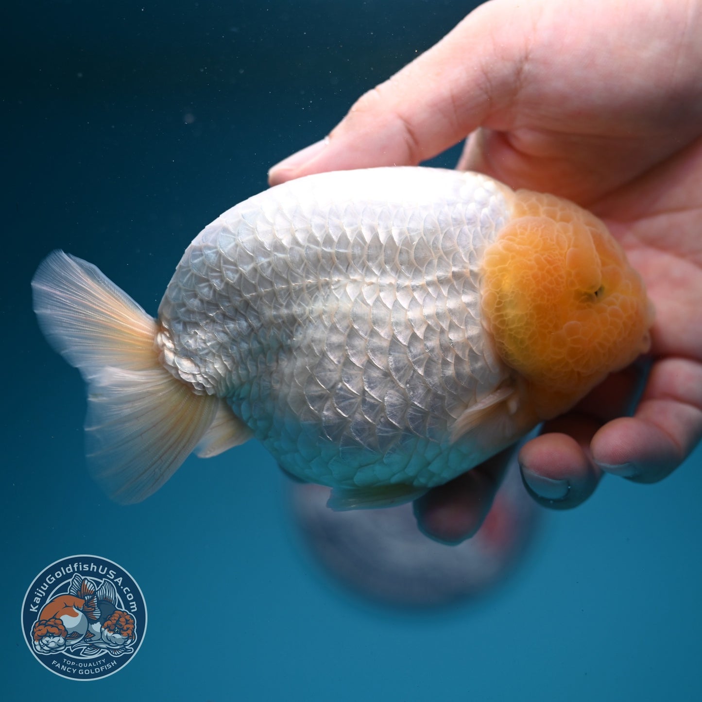 Snow White Ranchu 4 inch Body (260724_RC03)