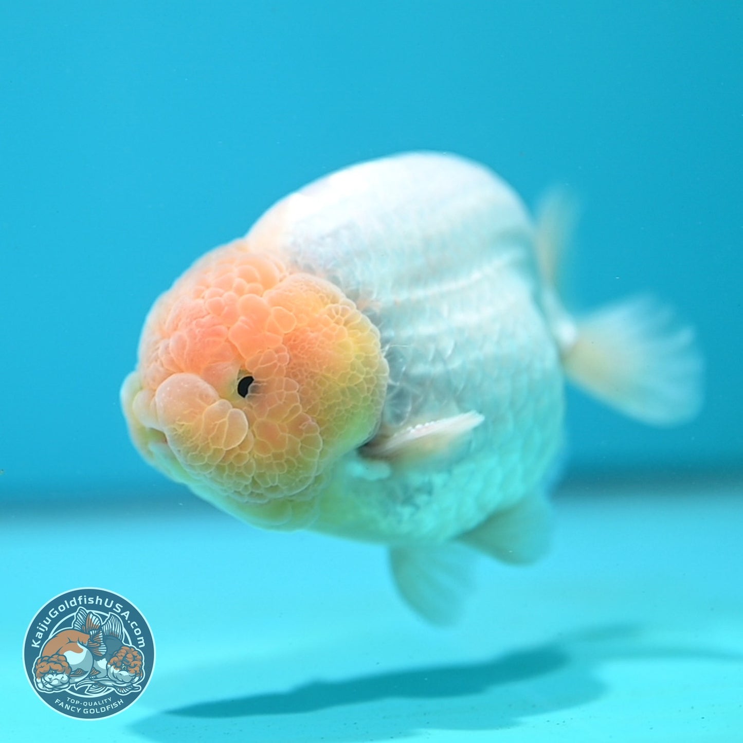 Snow White Ranchu 4 inch Body (260724_RC03)