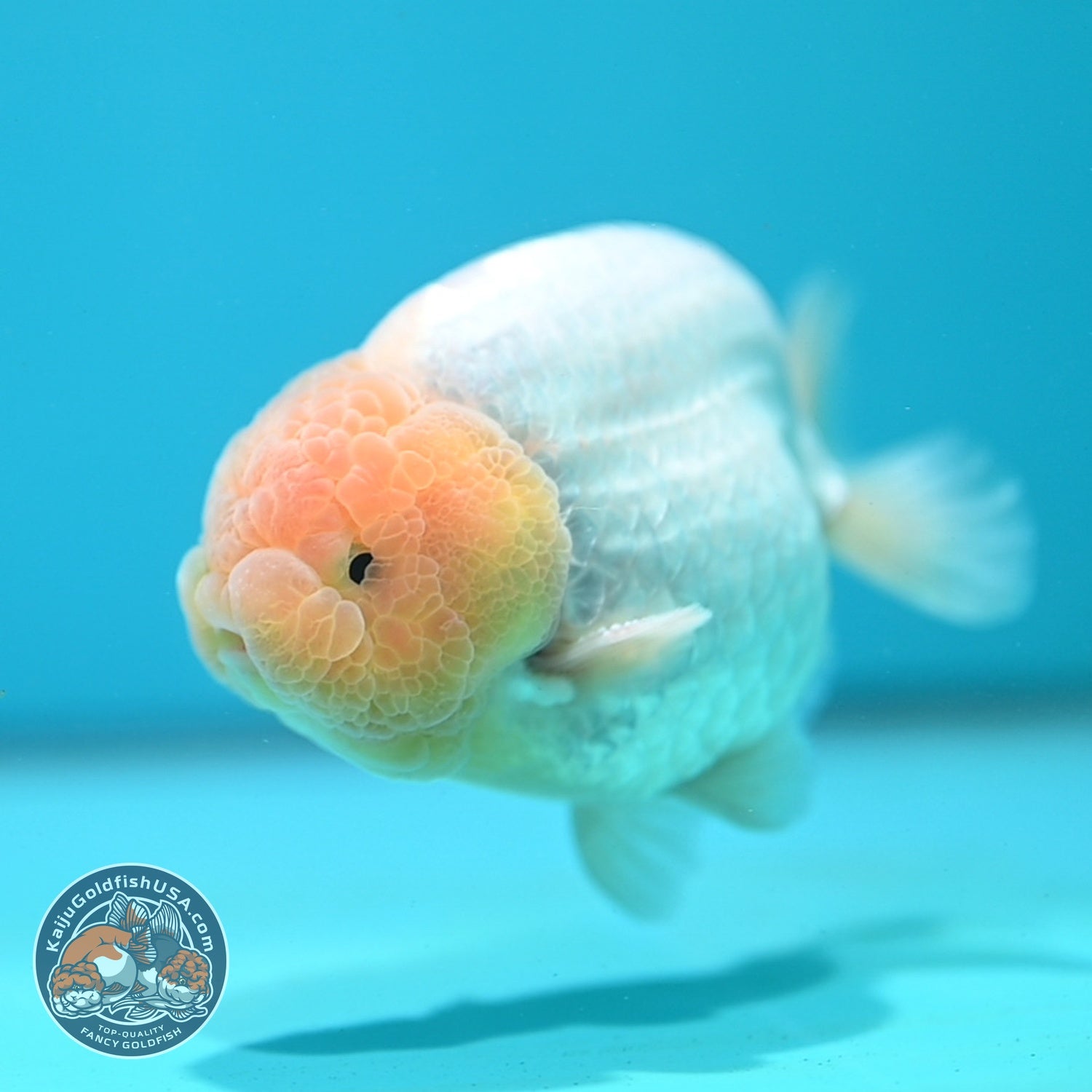 Snow White Ranchu 4 inch Body (260724_RC03)