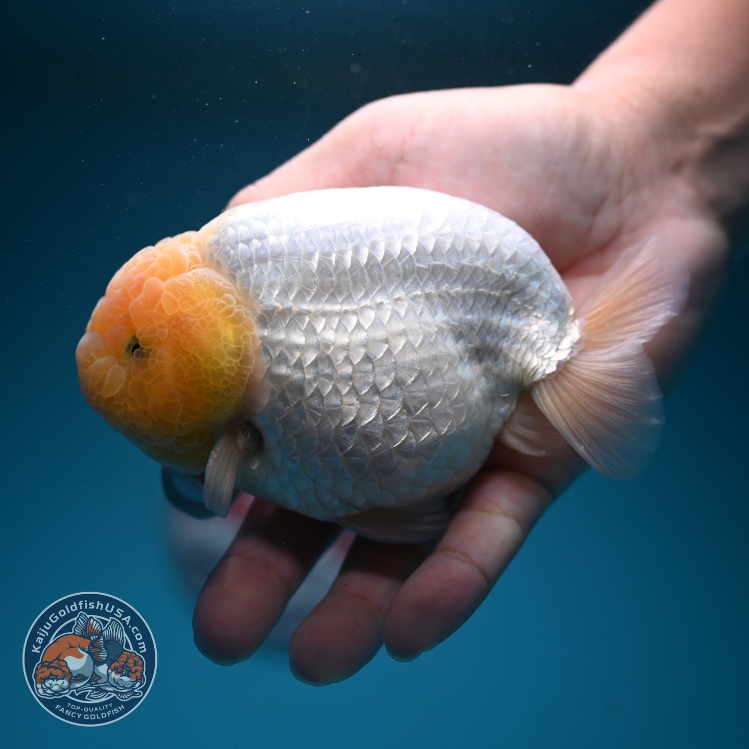 Snow White Ranchu 4 inch Body (260724_RC03)