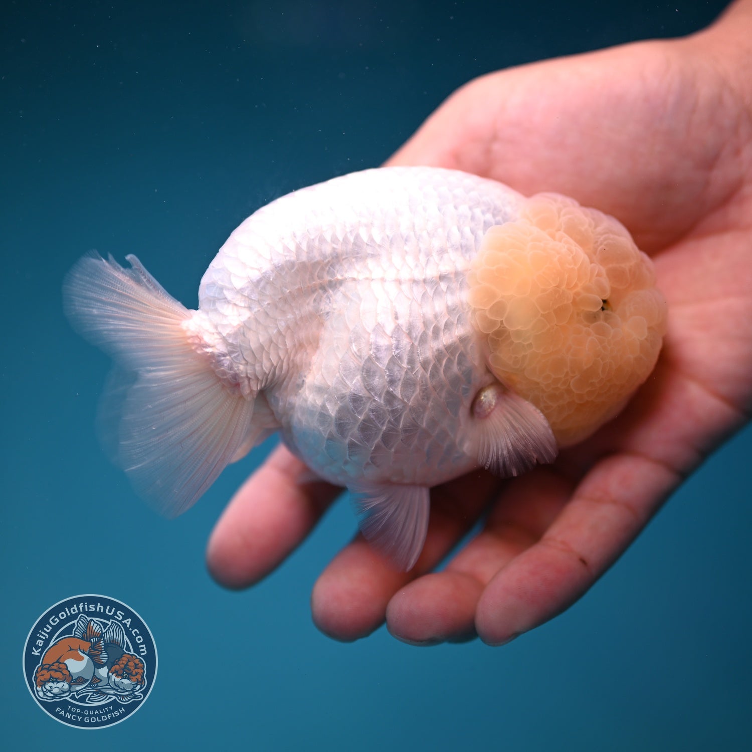 Snow White Ranchu 4 inch Body (260821_RC07)