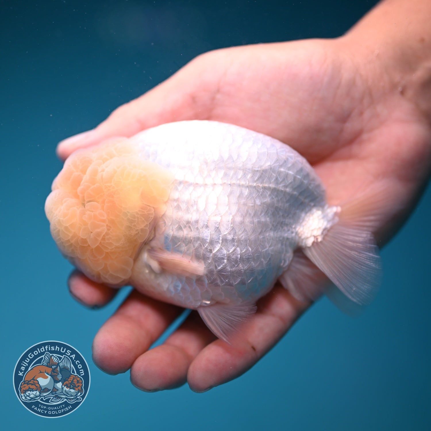 Snow White Ranchu 4 inch Body (260821_RC07)