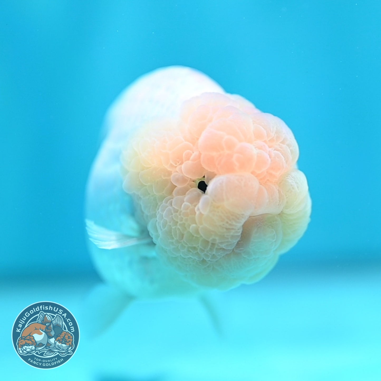 Snow White Ranchu 4 inch Body (260821_RC07)