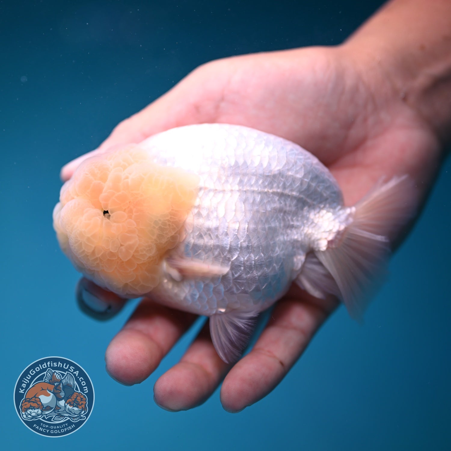Snow White Ranchu 4 inch Body (260821_RC07)