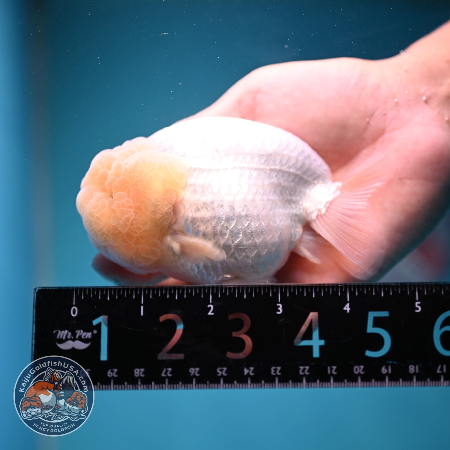 Snow White Ranchu 4 inch Body (260821_RC07)