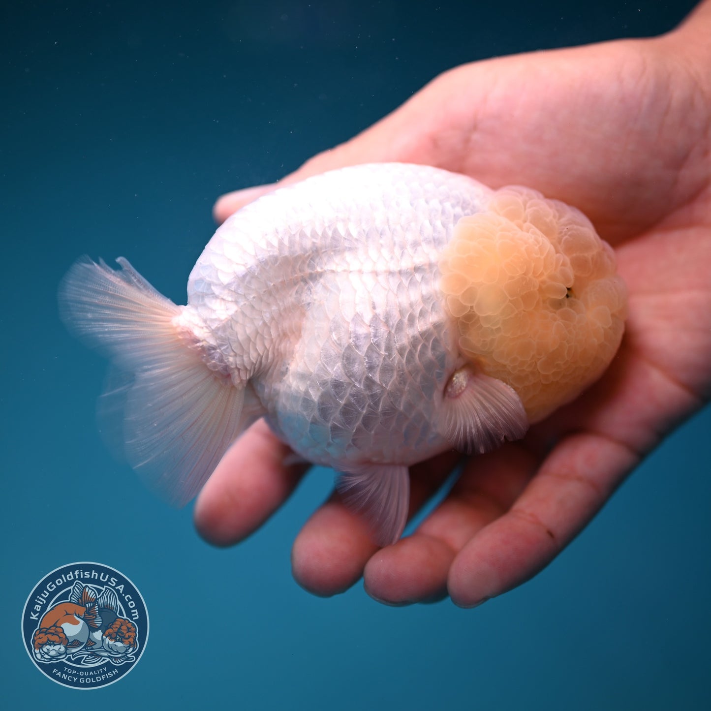 Snow White Ranchu 4 inch Body (260821_RC07)