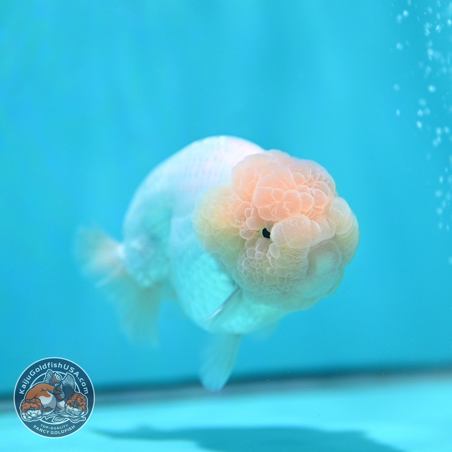Snow White Ranchu 4 inch Body (260821_RC07)