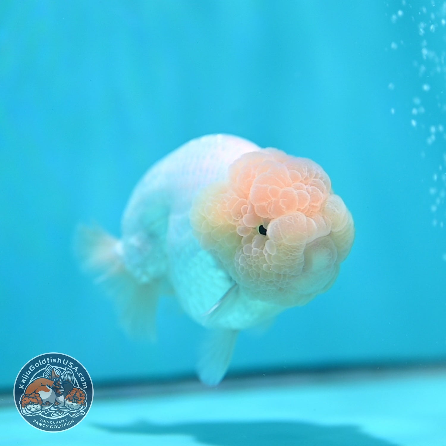 Snow White Ranchu 4 inch Body (260821_RC07)