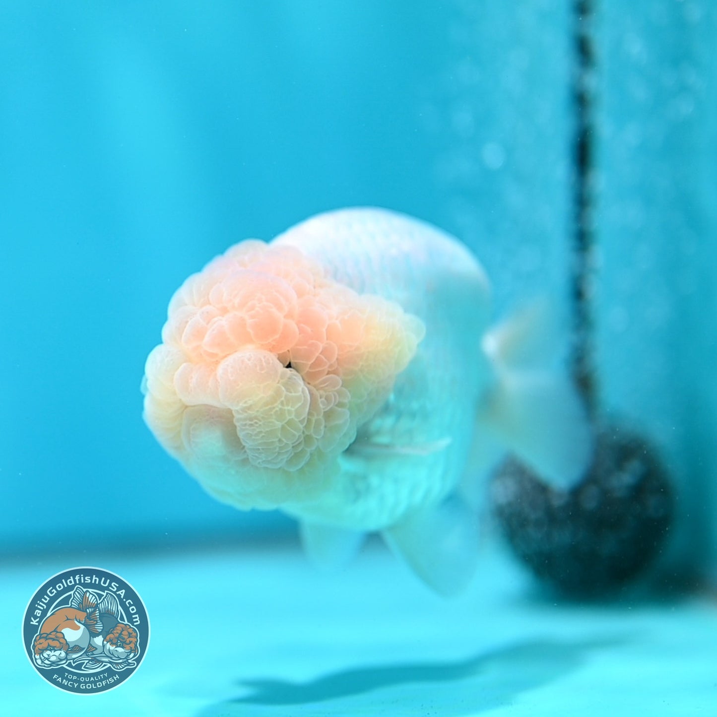 Snow White Ranchu 4 inch Body (260821_RC07)