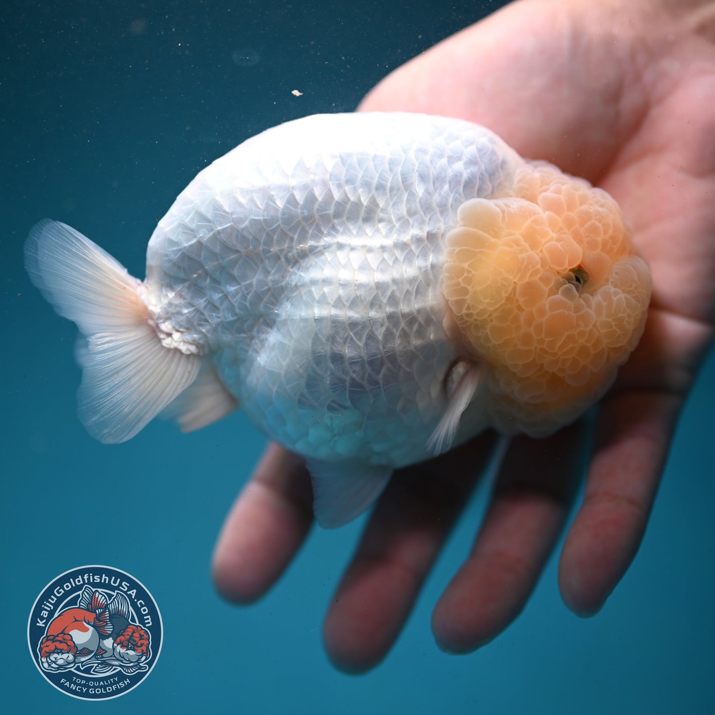 Snow White Ranchu 4.2 inch Body (260731_RC01)