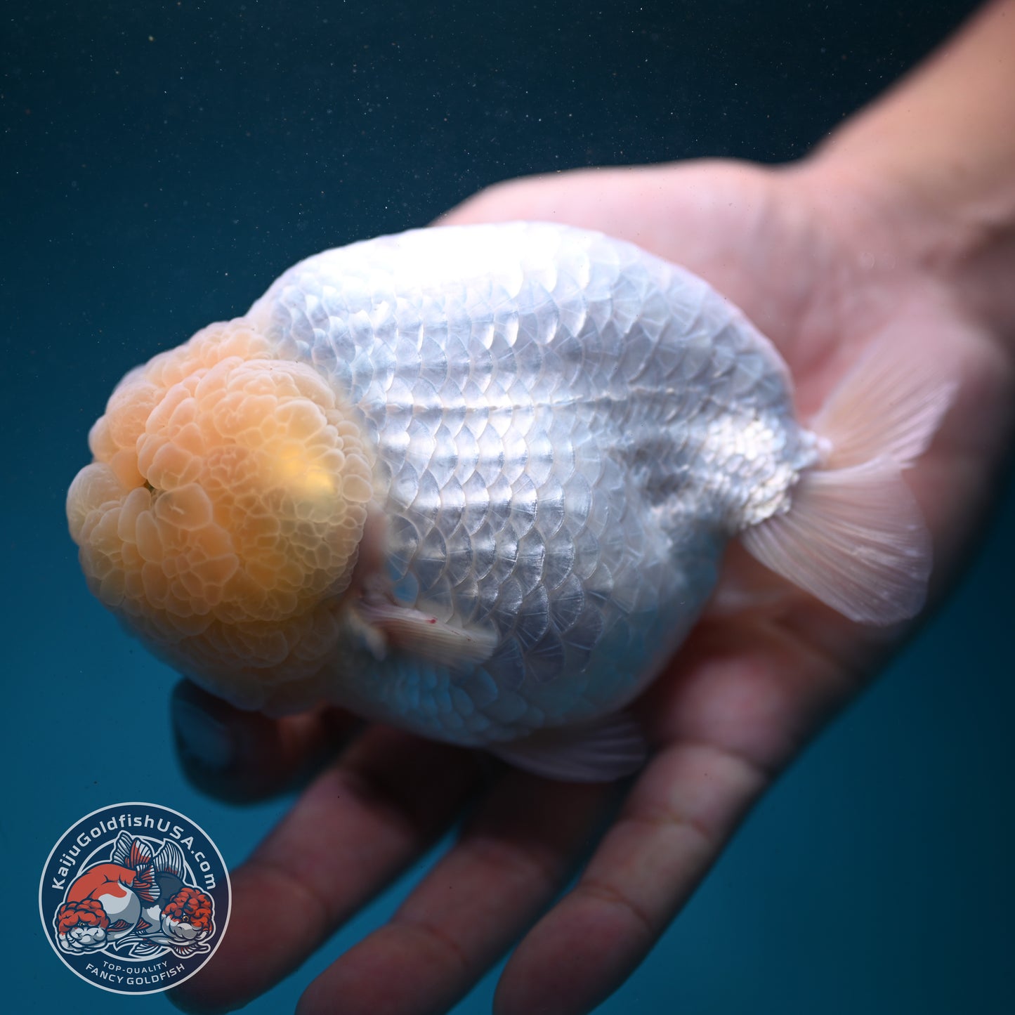 Snow White Ranchu 4.2 inch Body (260731_RC01)