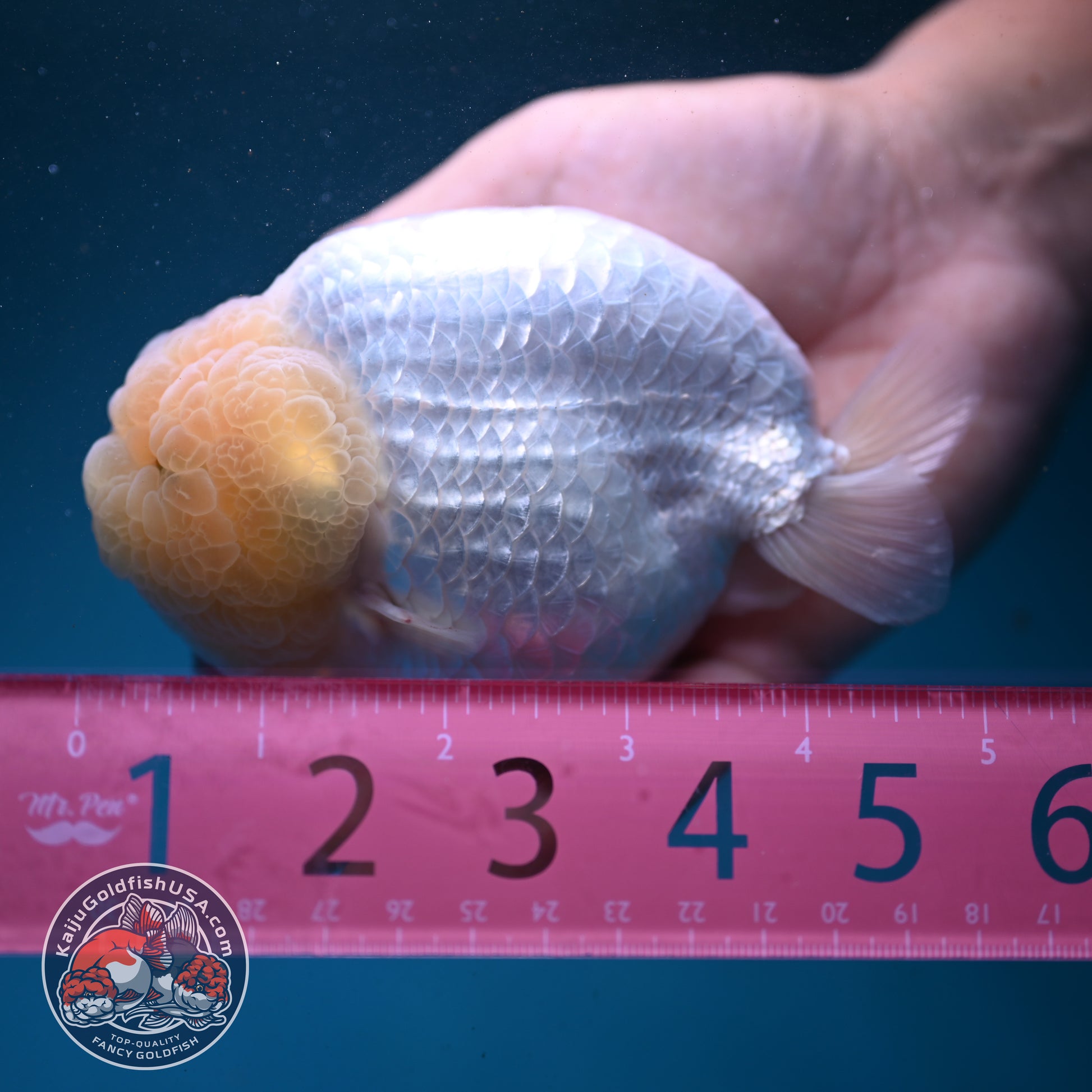 Snow White Ranchu 4.2 inch Body (260731_RC01)