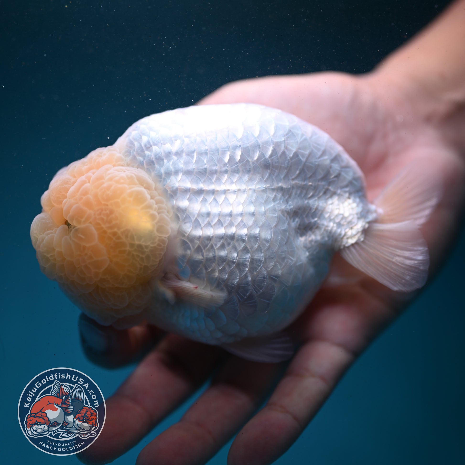 Snow White Ranchu 4.2 inch Body (260731_RC01)