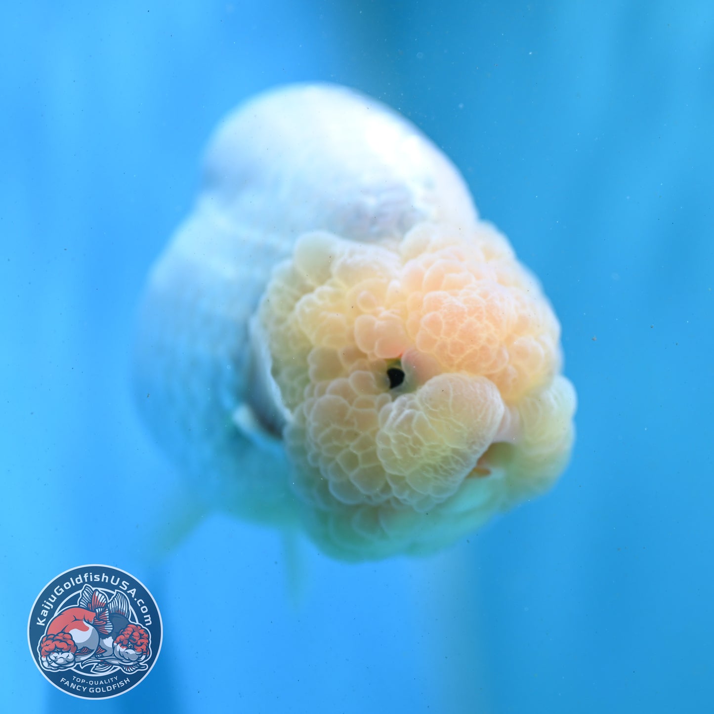 Snow White Ranchu 4.2 inch Body (260731_RC01)