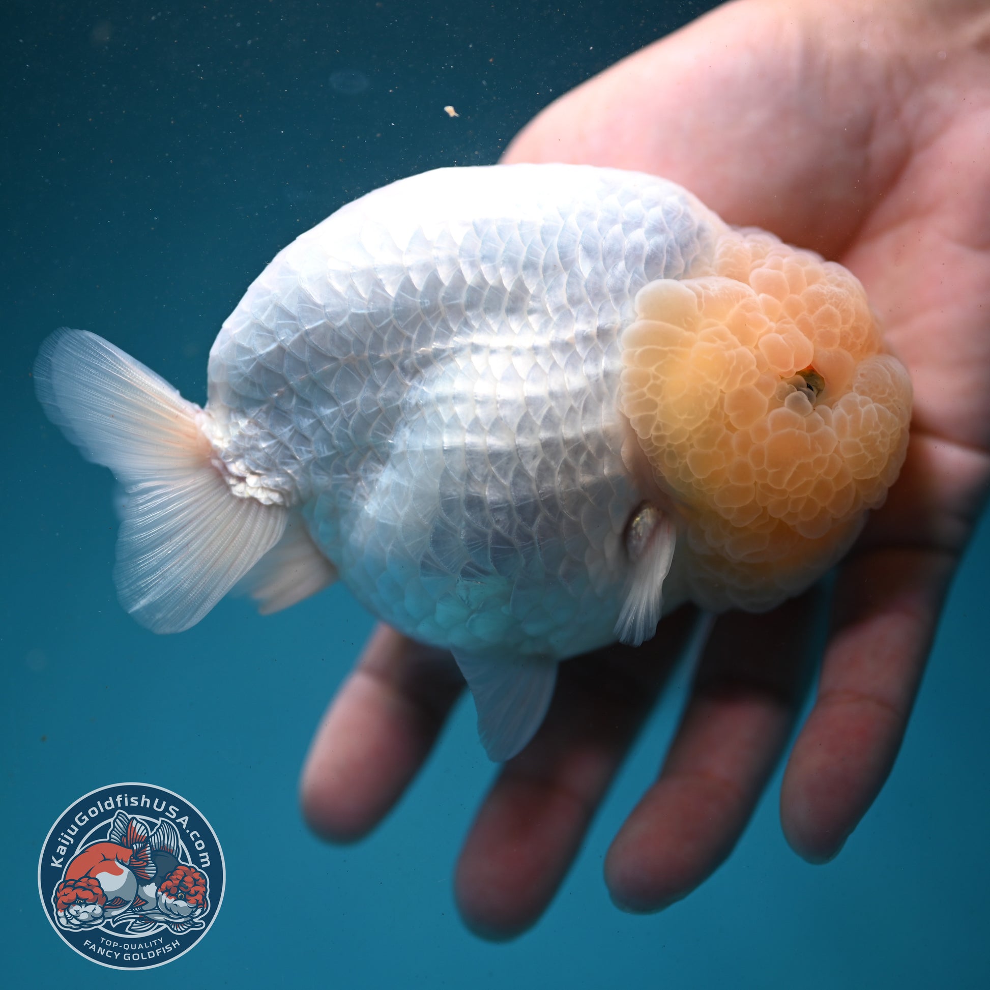 Snow White Ranchu 4.2 inch Body (260731_RC01)