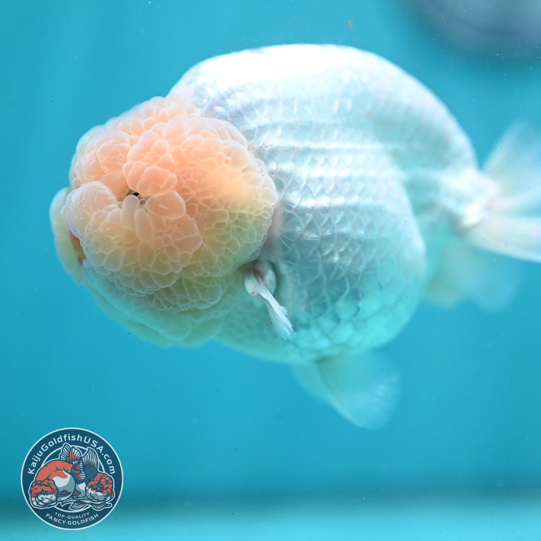 Snow White Ranchu 4.2 inch Body (260731_RC01)