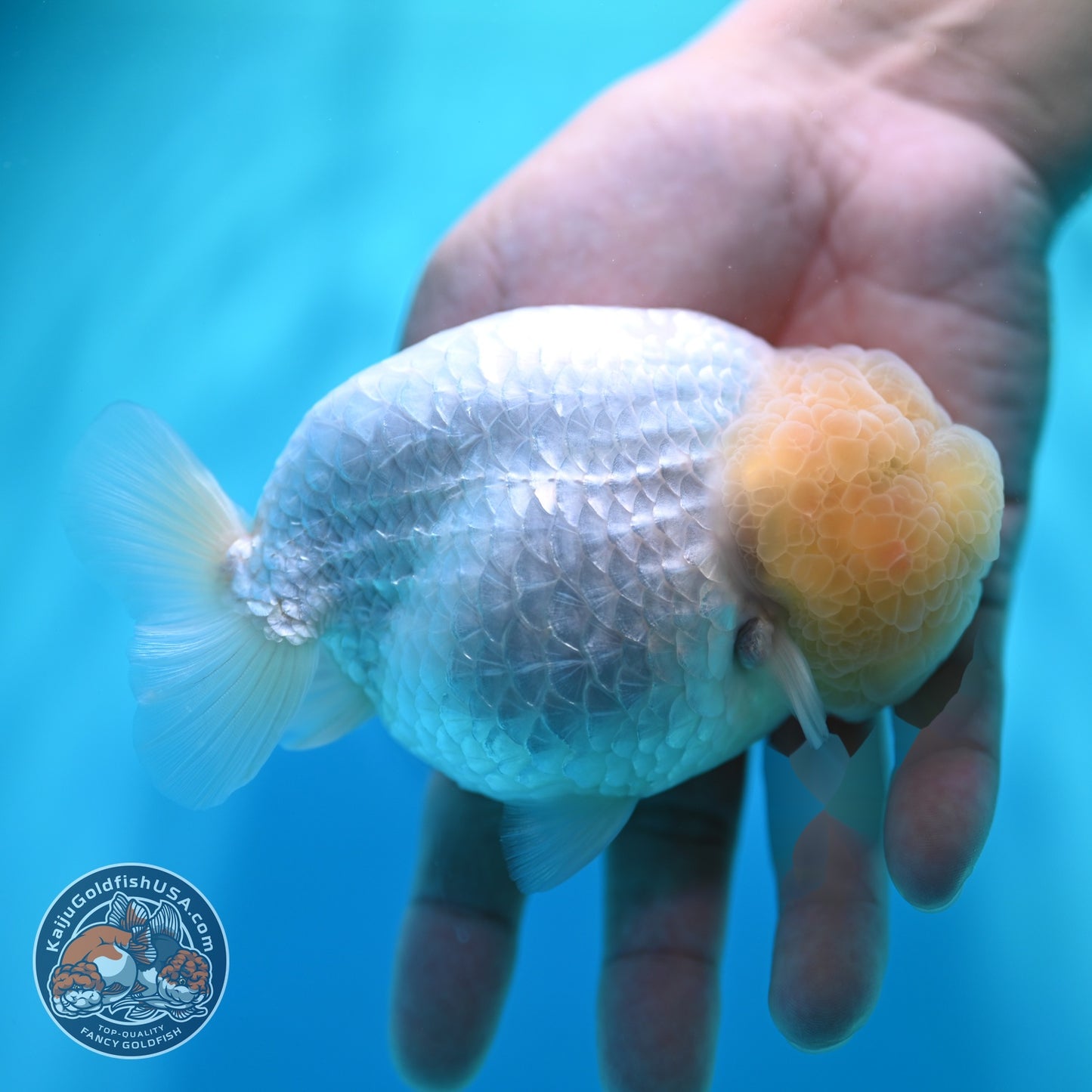 Snow White Ranchu 4.5 inch Body (260529_RC04)