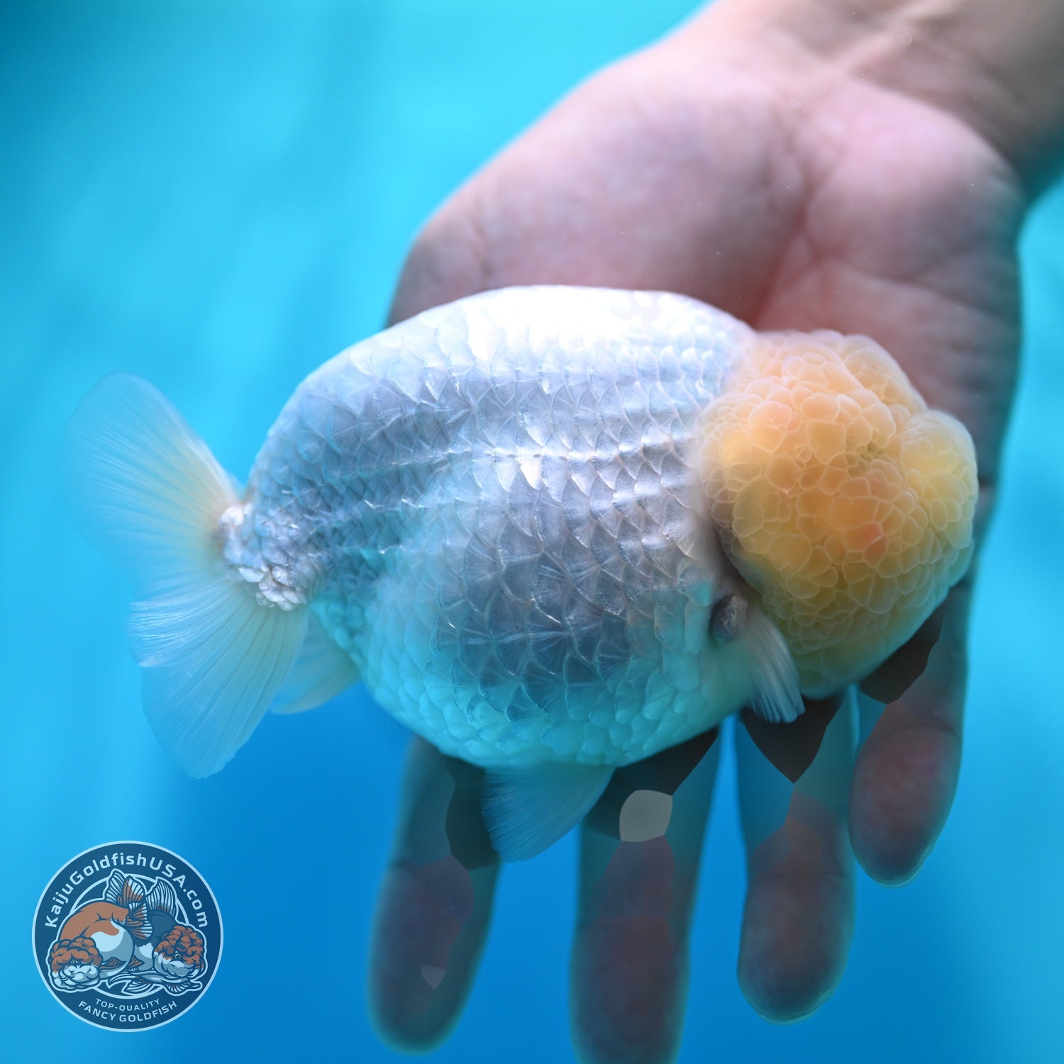 Snow White Ranchu 4.5 inch Body (260529_RC04)