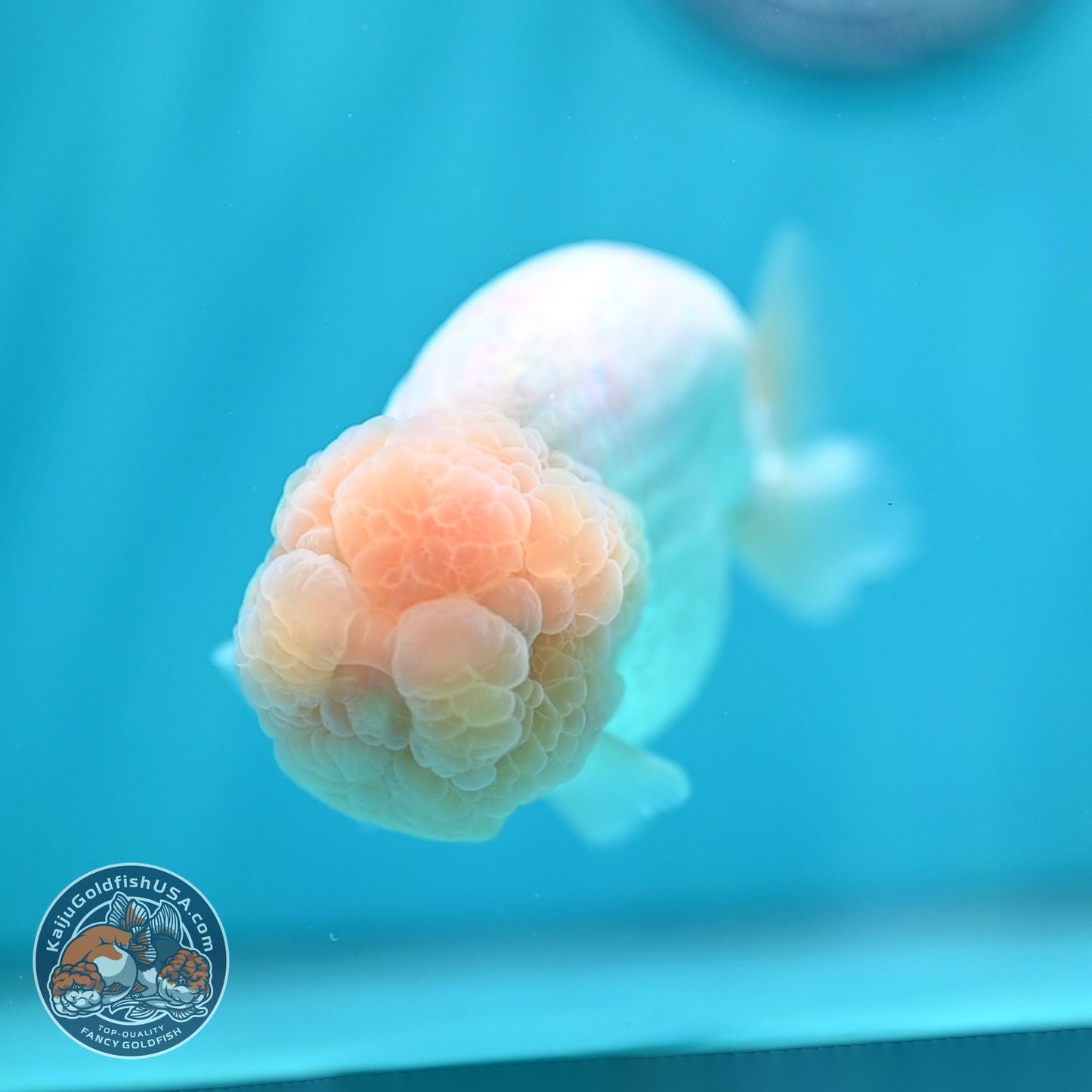 Snow White Ranchu 4.5 inch Body (260529_RC04)