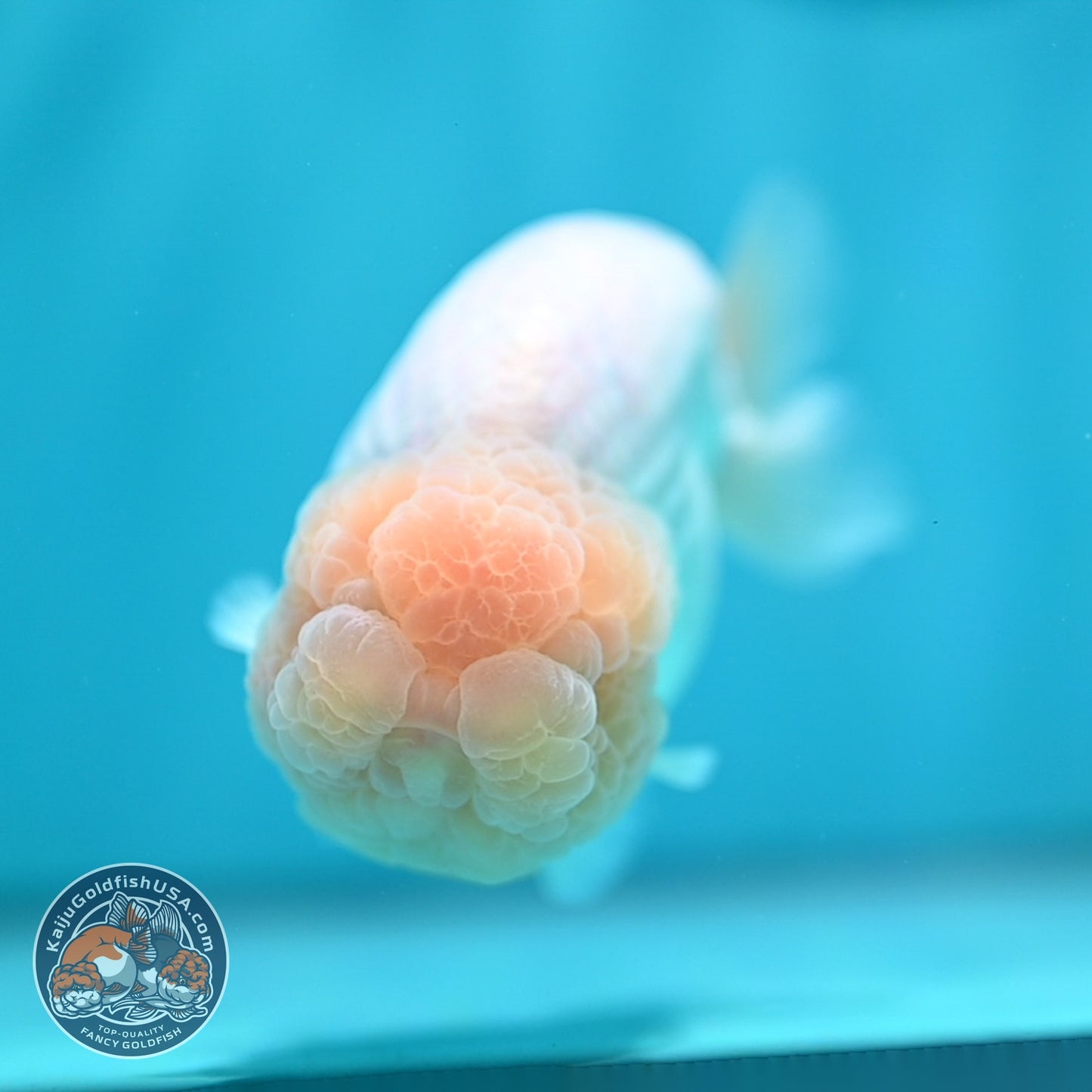 Snow White Ranchu 4.5 inch Body (260529_RC04)