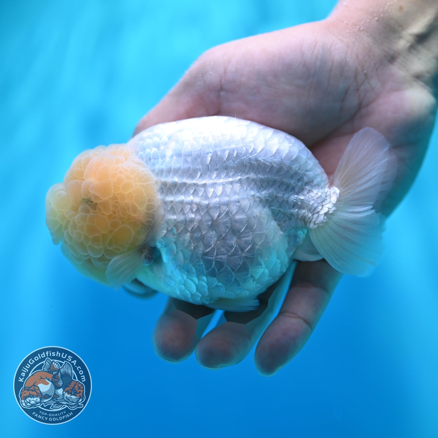 Snow White Ranchu 4.5 inch Body (260529_RC04)