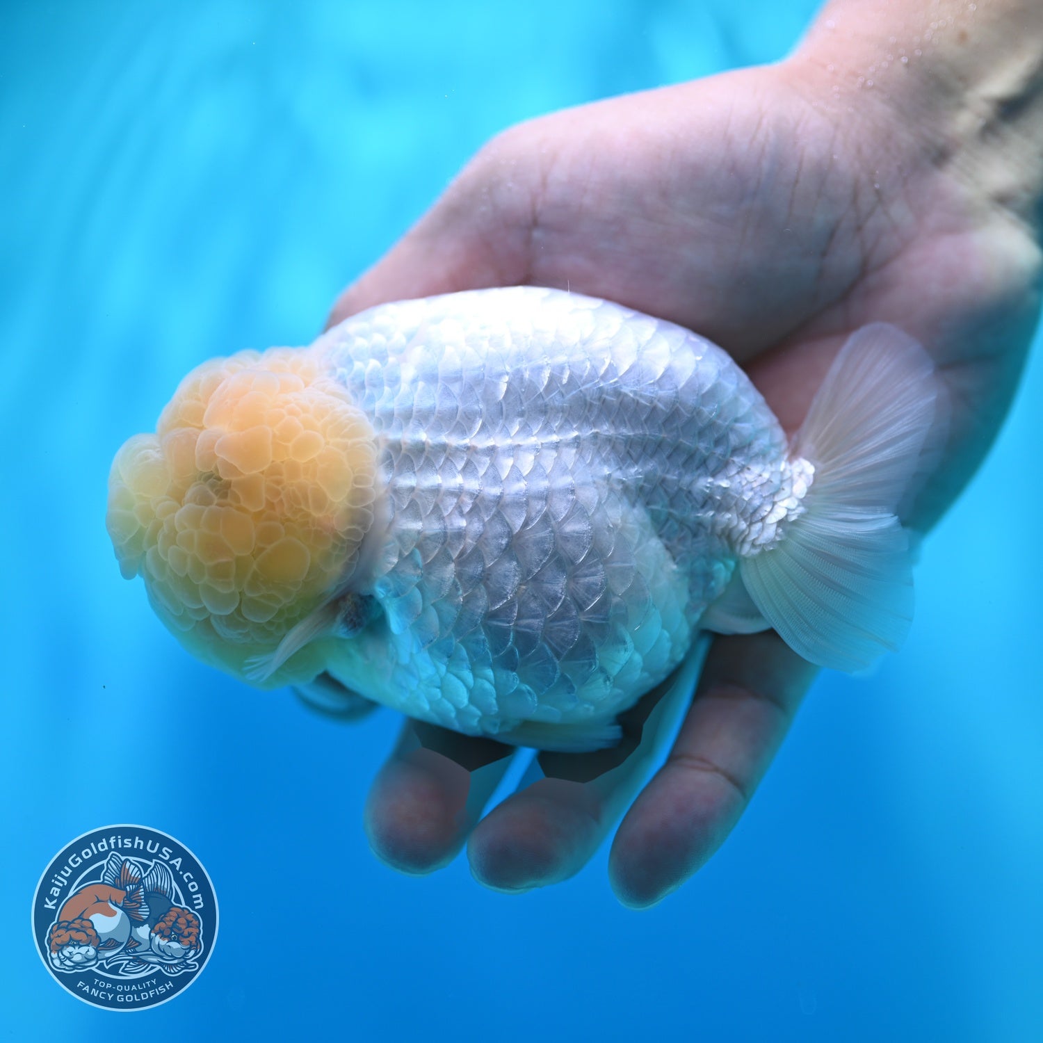 Snow White Ranchu 4.5 inch Body (260529_RC04)