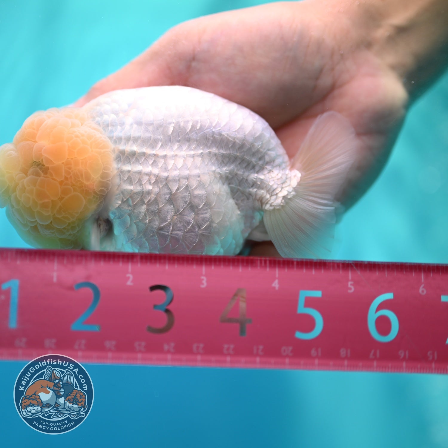 Snow White Ranchu 4.5 inch Body (260529_RC04)