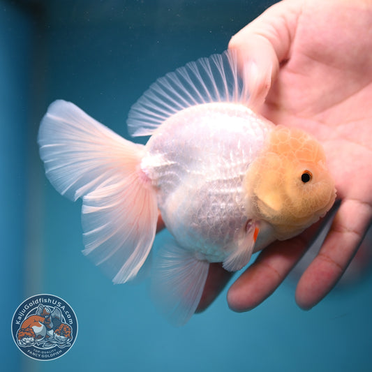 Snow White Rose Tail Oranda inch Body (260814_OR13)
