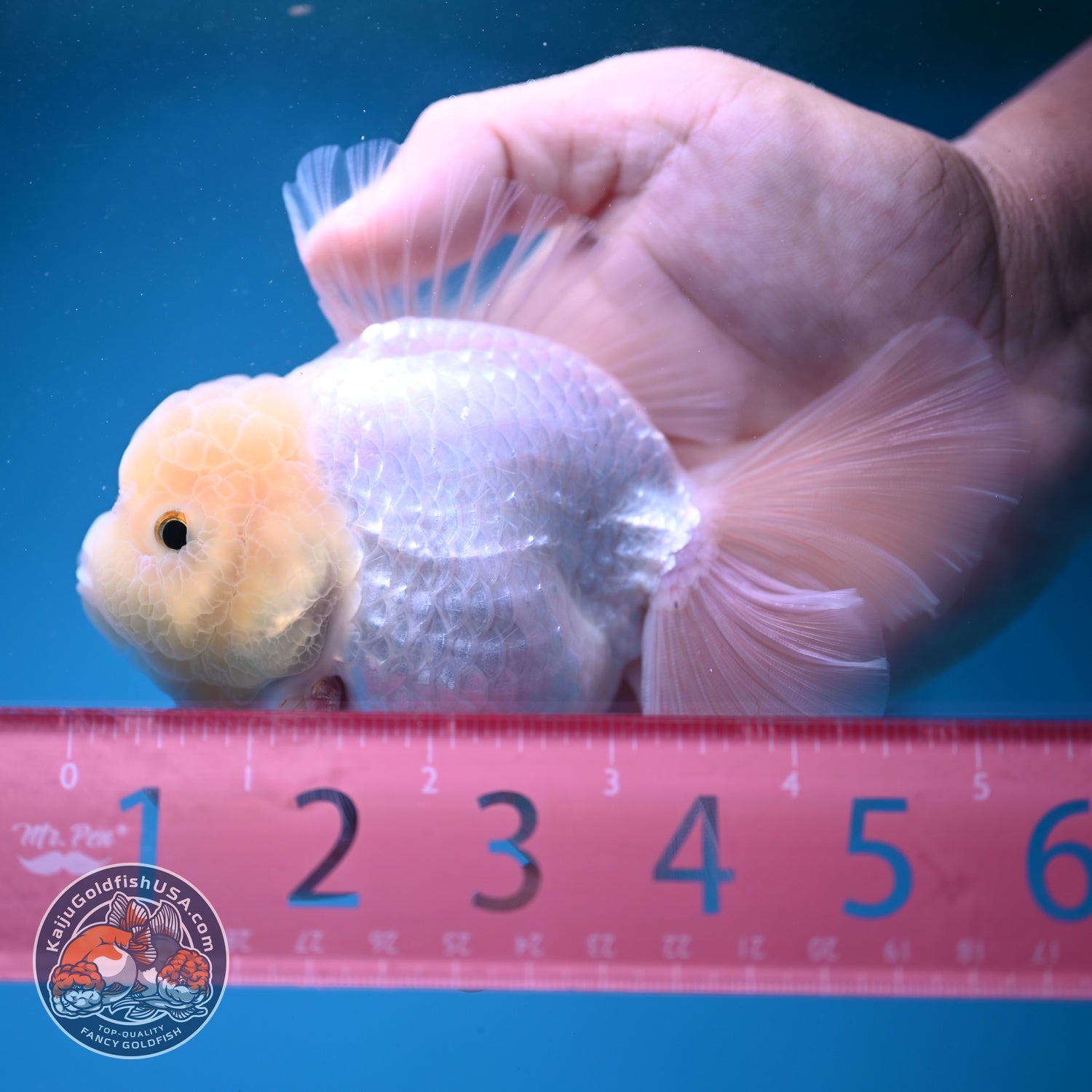 Snow White Rose Tail Oranda inch Body (260814_OR13)
