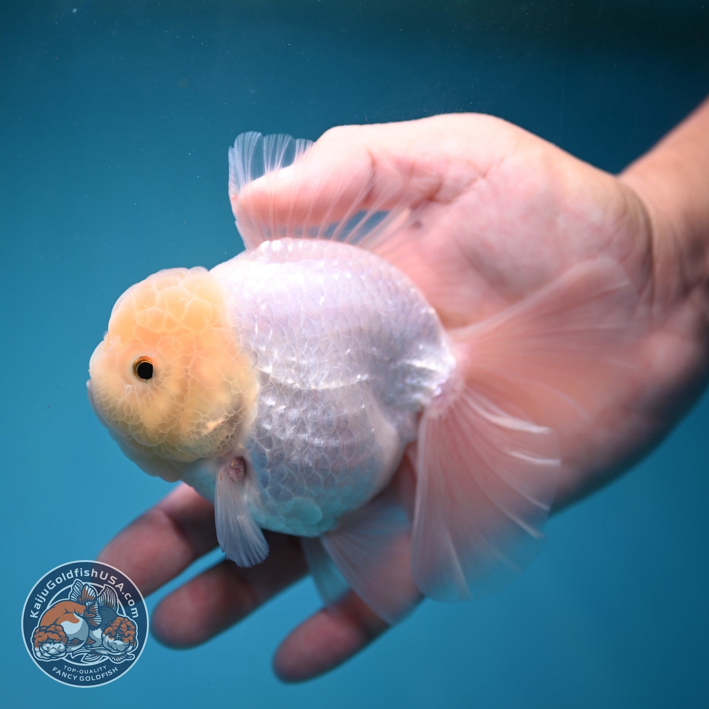 Snow White Rose Tail Oranda inch Body (260814_OR13)