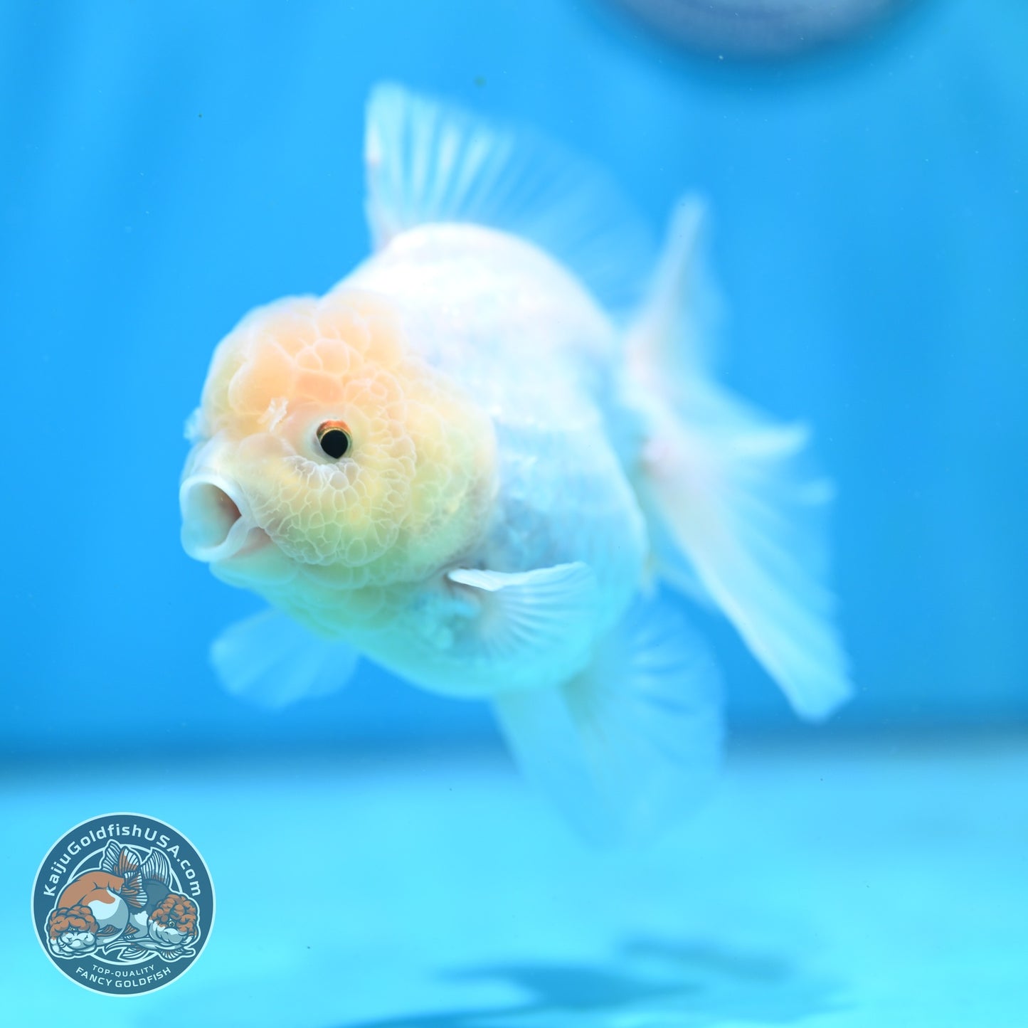 Snow White Rose Tail Oranda inch Body (260814_OR13)