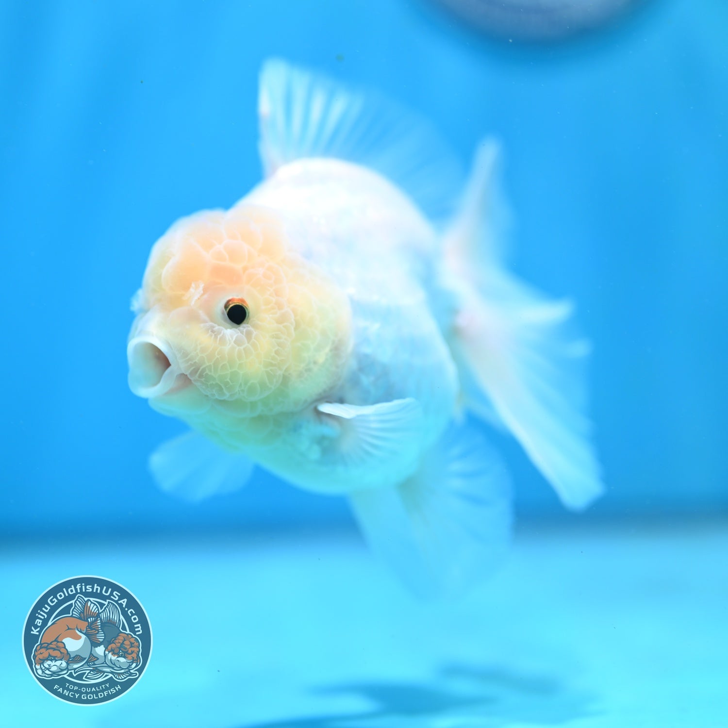 Snow White Rose Tail Oranda inch Body (260814_OR13)