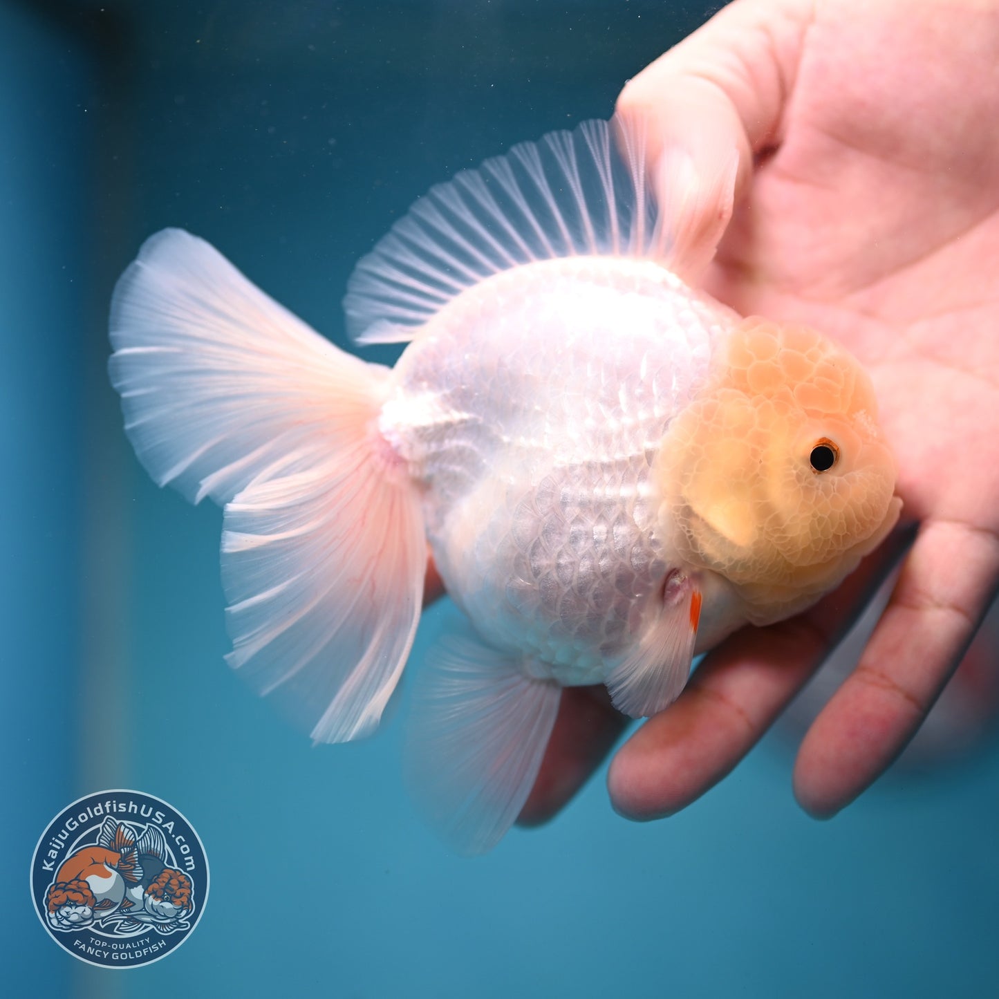 Snow White Rose Tail Oranda inch Body (260814_OR13)