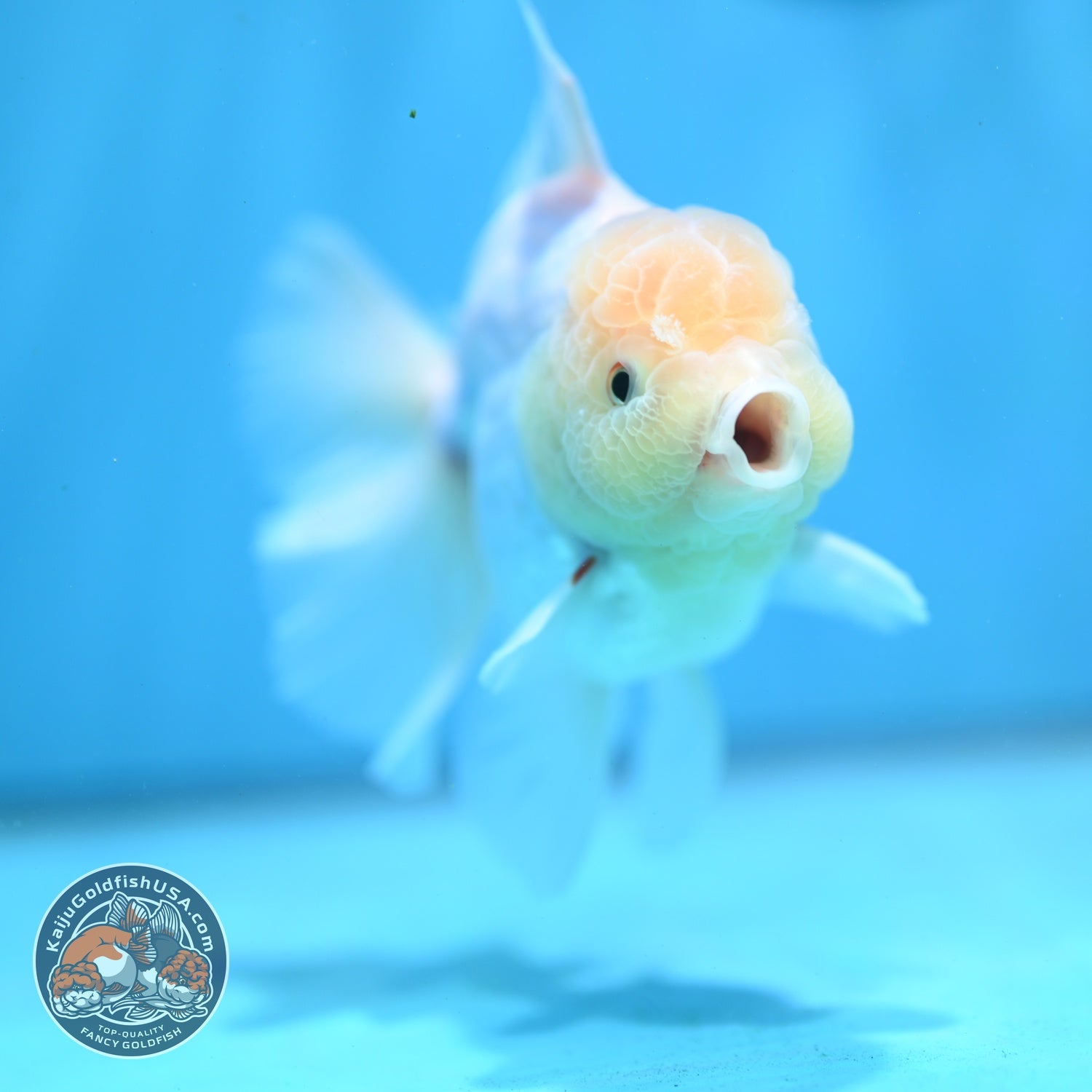 Snow White Rose Tail Oranda inch Body (260814_OR13)