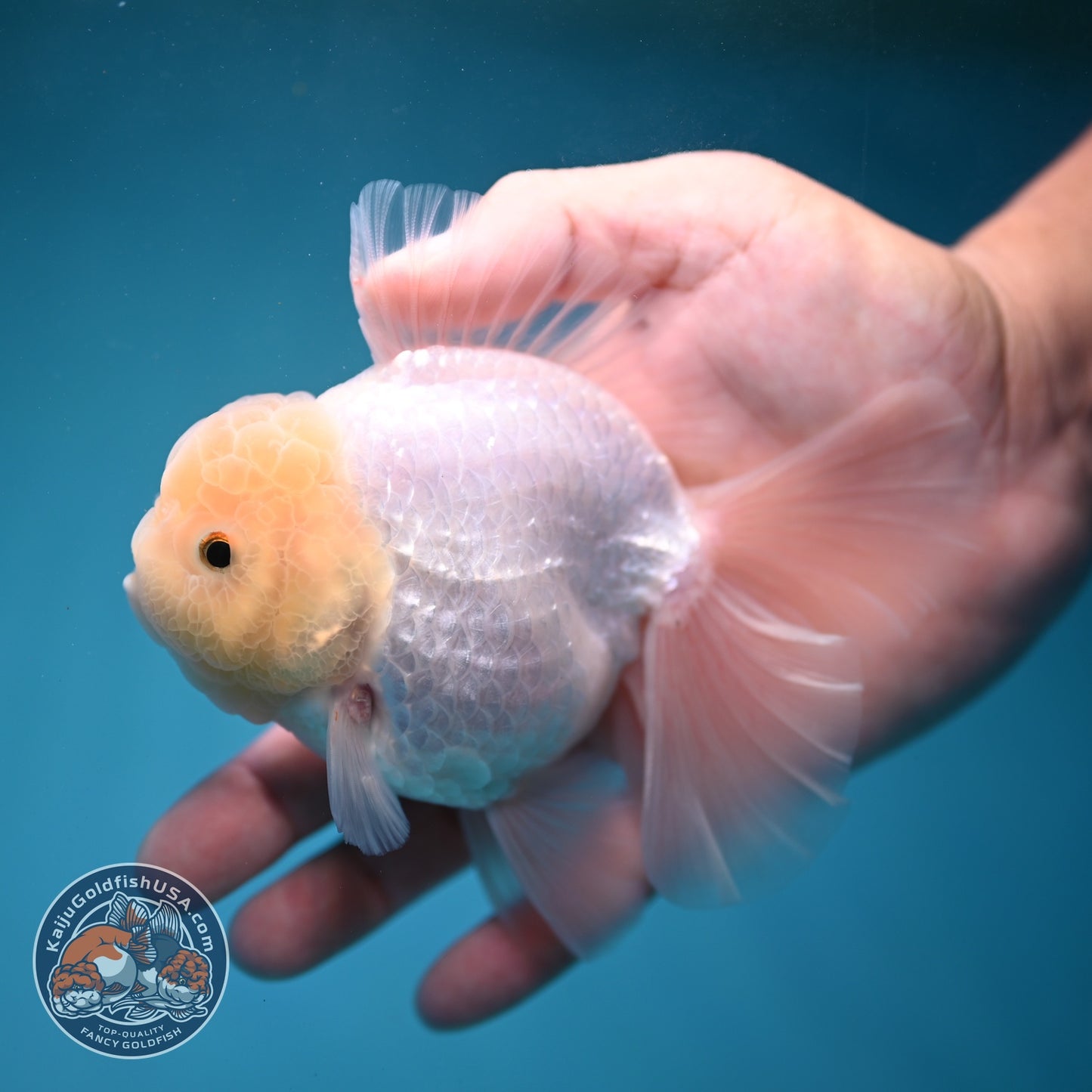 Snow White Rose Tail Oranda inch Body (260814_OR13)