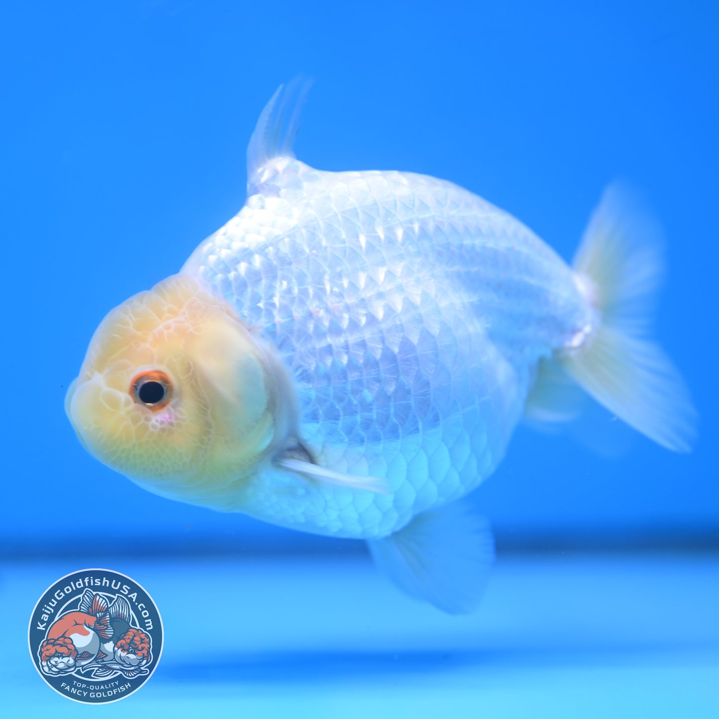 Snow White Sharkchu/Ranchu 4.2 inch Body (251114_RC07)