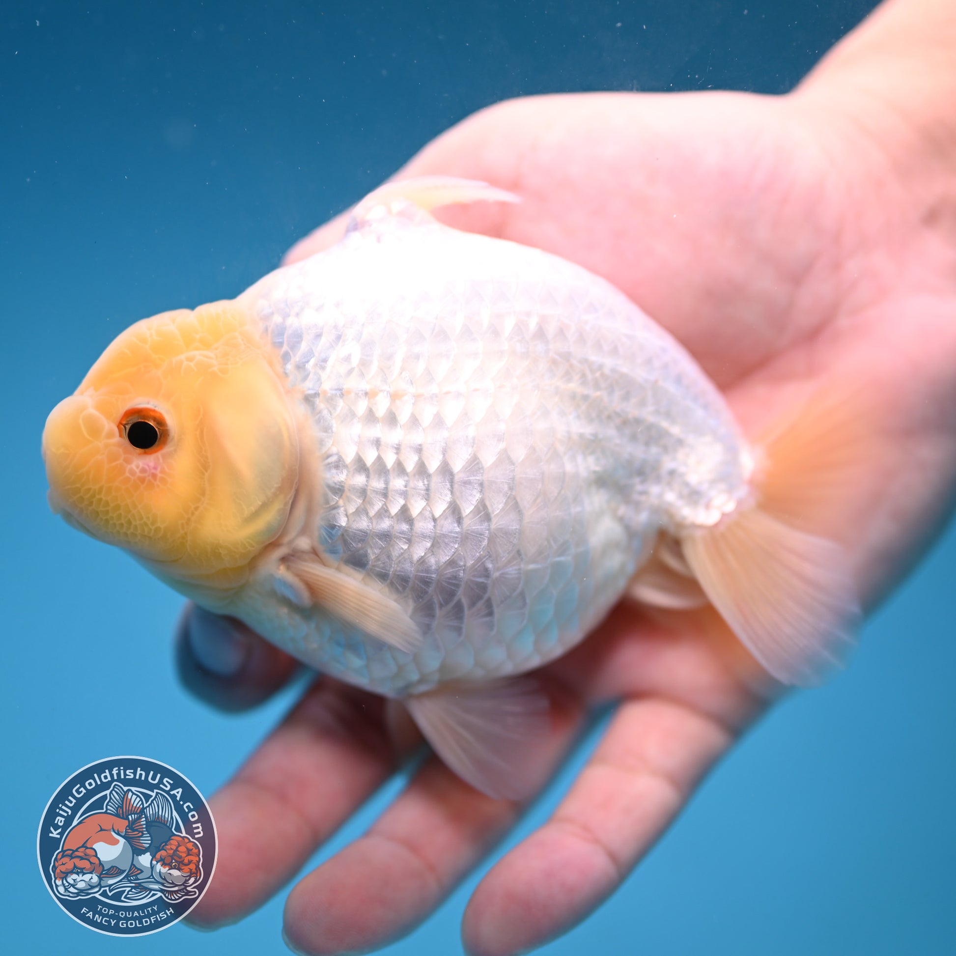 Snow White Sharkchu/Ranchu 4.2 inch Body (251114_RC07)