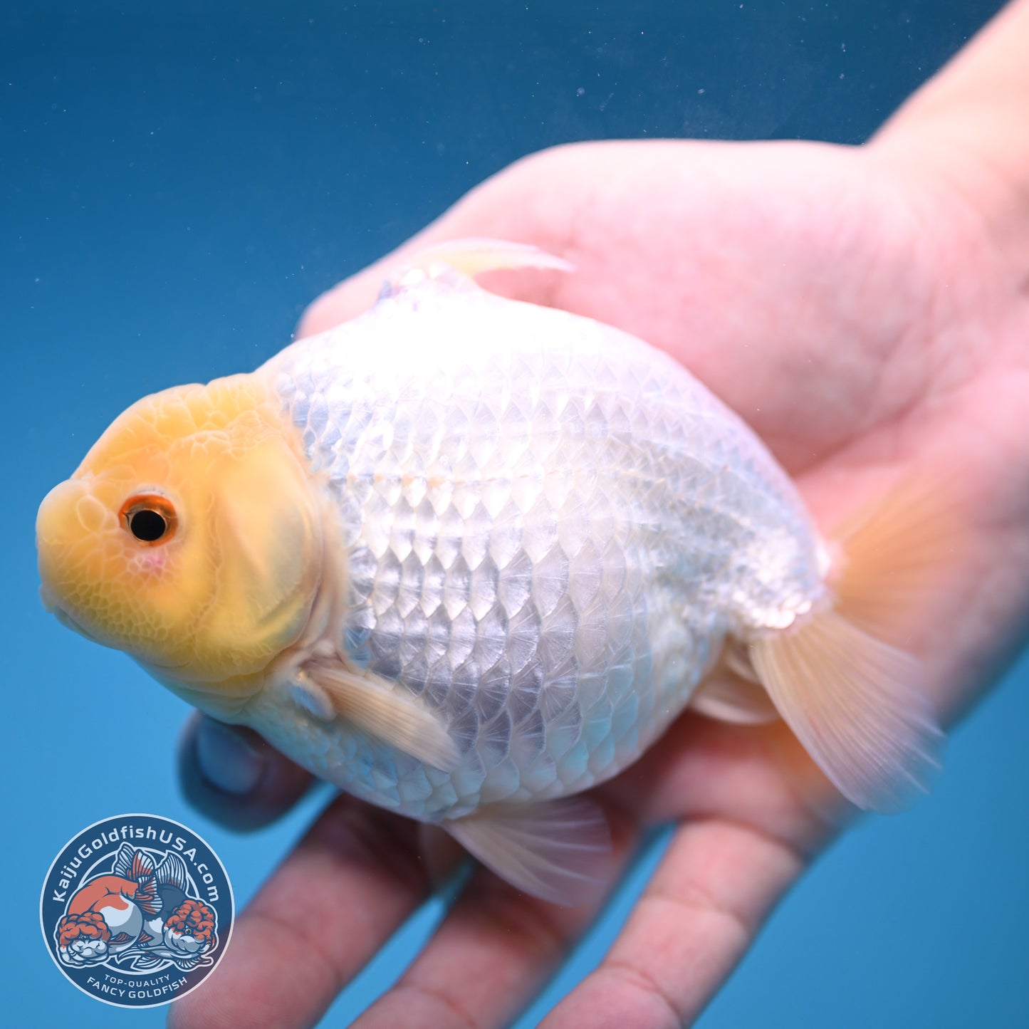 Snow White Sharkchu/Ranchu 4.2 inch Body (251114_RC07)