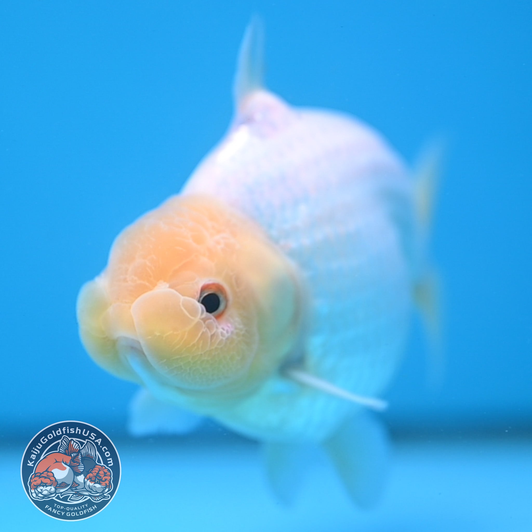 Shark Ranchu Snow White Sharkchu/Ranchu 4.2 inch Body (251114_RC07) – Kaiju Goldfish USA